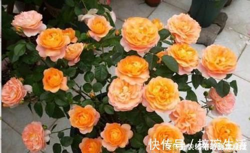 花盆|还在用花肥养花盆里埋10粒它,半年不用施肥,叶绿花又旺