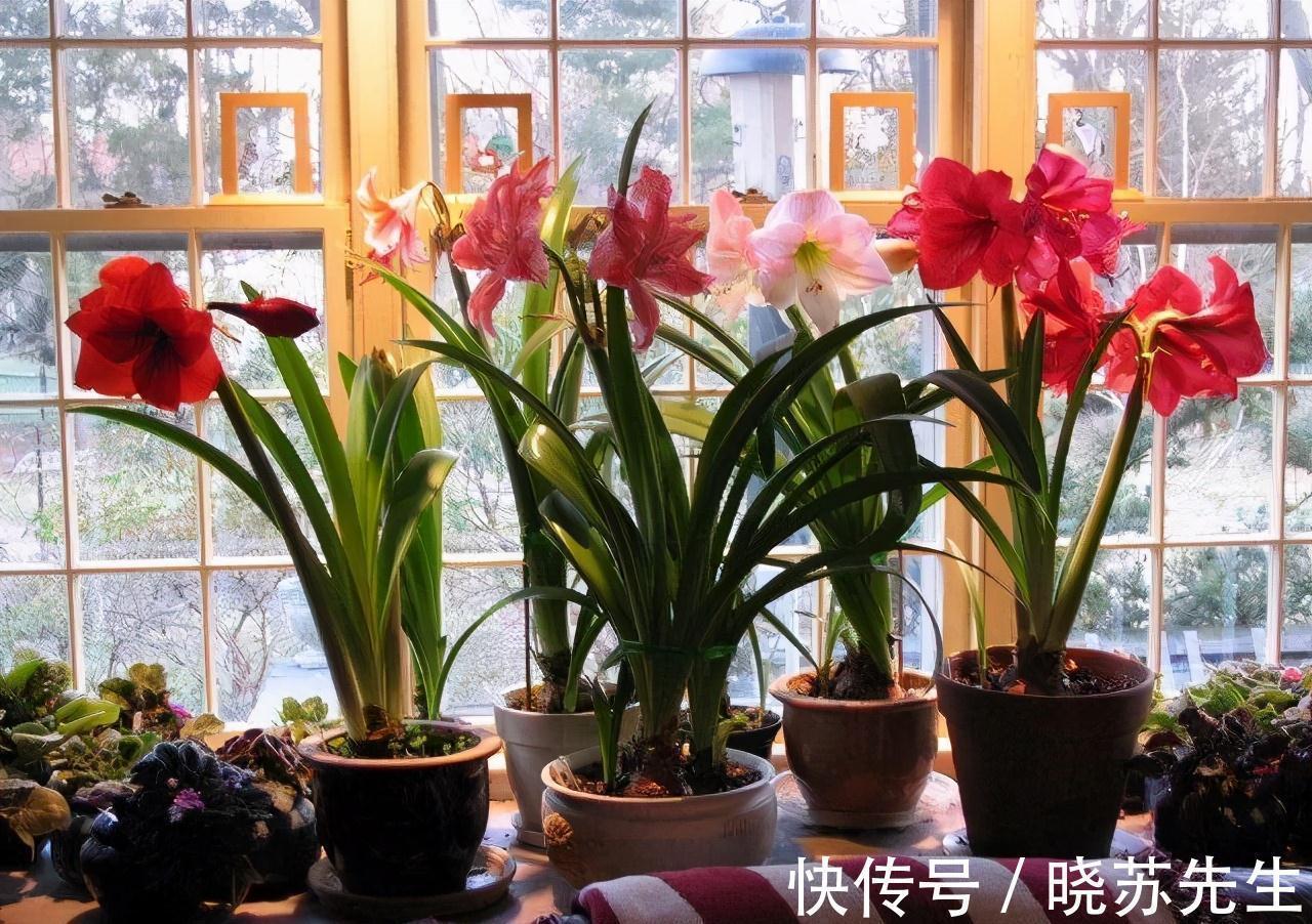 一个大疙瘩,开花“比脸大”,养朱顶红的5个窍门,年年开大花