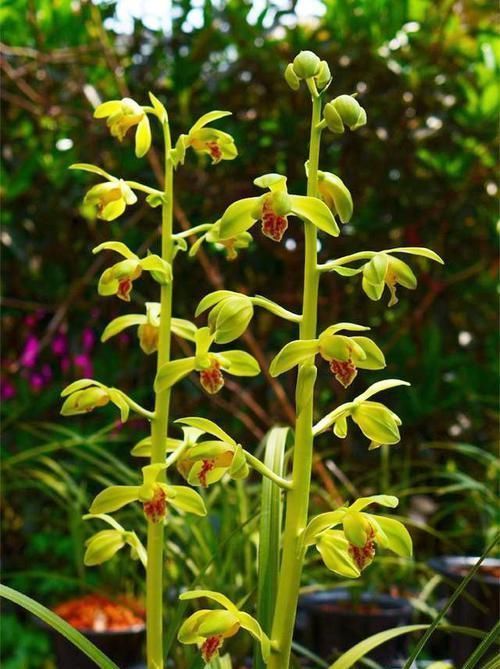 曾经价值千金的3款兰花,香味很浓,毫无缺点,四季表现都很优秀