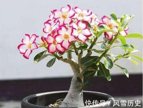 长寿花|越不浇水越能养爆盆,懒人或者新手养花就选此6种