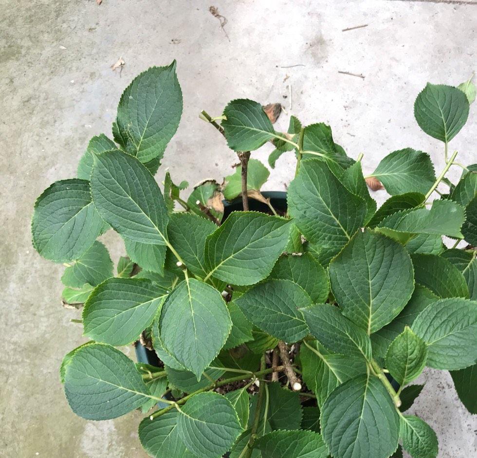 花儿|秋季,3种花别修剪,才能让它顺利长得更旺盛,花更多