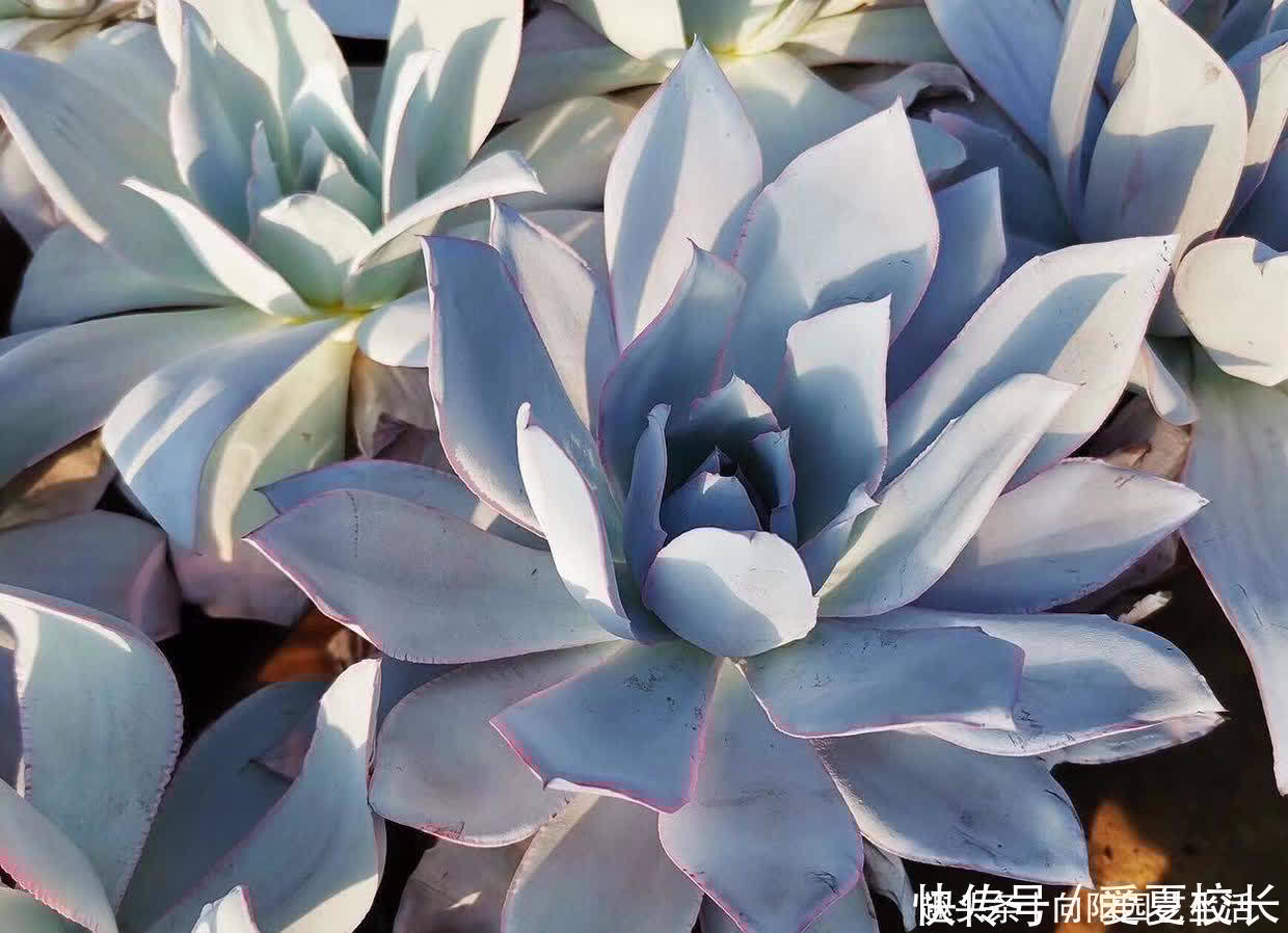 广寒宫|多肉种之前要想好了，花盆选对了，对多肉生长更有利