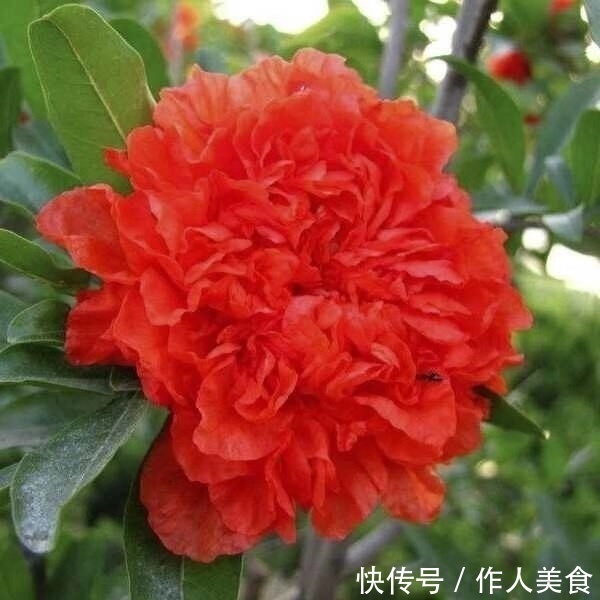 此“花树”比绿萝好养10倍，见土就活、浇水疯长，花朵又红又大