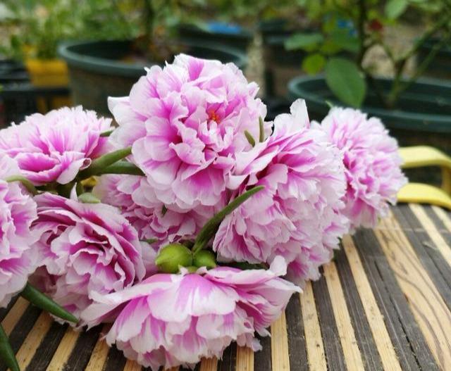 “飞速”生长的5种花，适合“急性子”，半年打造阳台花园