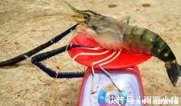 钓友|钓友鱼没钓到,钓了1只1米长1斤重的大虾,一起来欣赏一下吧