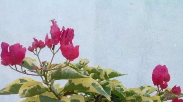 三角梅只长叶子不开花老花友教你一招,一次能开大半年