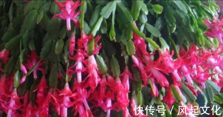 蟹爪兰、月季盆里加点“它”,花苞呼呼冒不停,一个月花朵开满枝