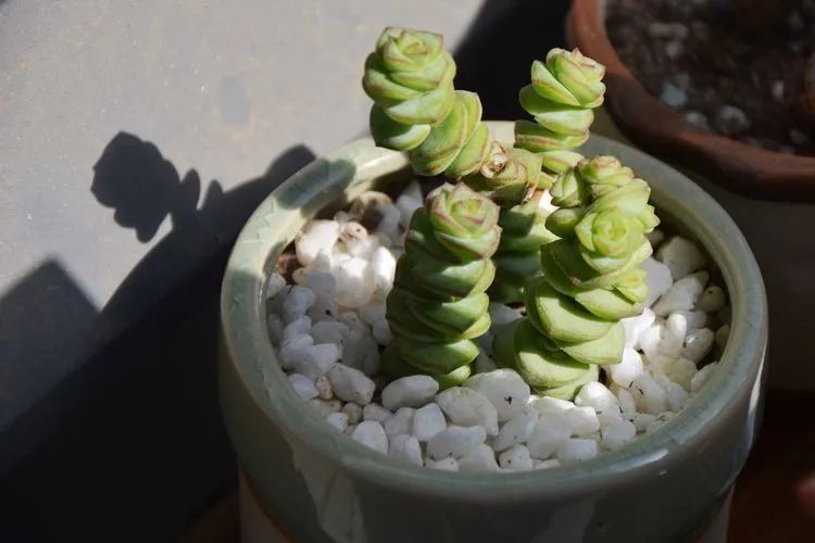 面朝大海的多肉们,在四季变迁中生生不息!