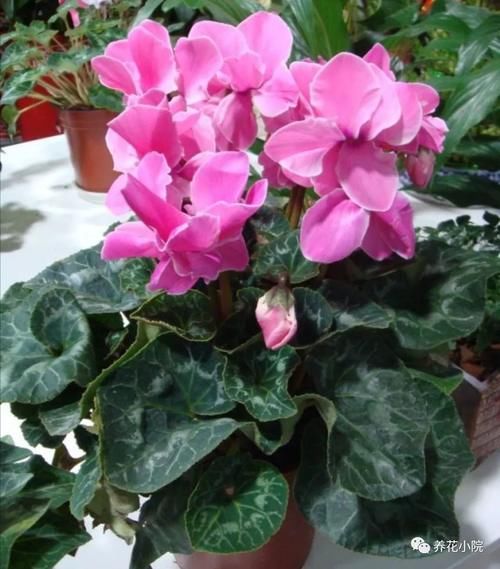 买回仙客来,按照这种方法养,年年开花满盆