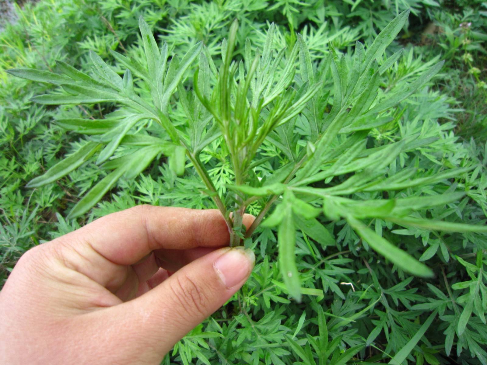 赶跑|颈椎酸痛别着急,艾叶加一物,坚持每天热敷,赶跑颈椎病浑身轻松