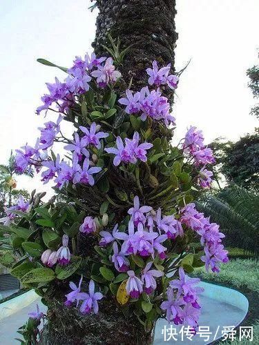 神奇!这个开花树居然可以长成这样震撼世人!真是太美了
