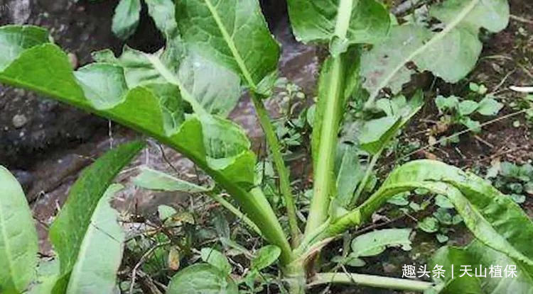 农户们|长的像菠菜的野草别乱摘，农户称它“金不换”，丢了一株都心很疼