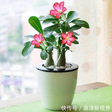 缩节胺|养花乐趣之一就是造型，矮化花卉保证优美造型，几年养出盆景