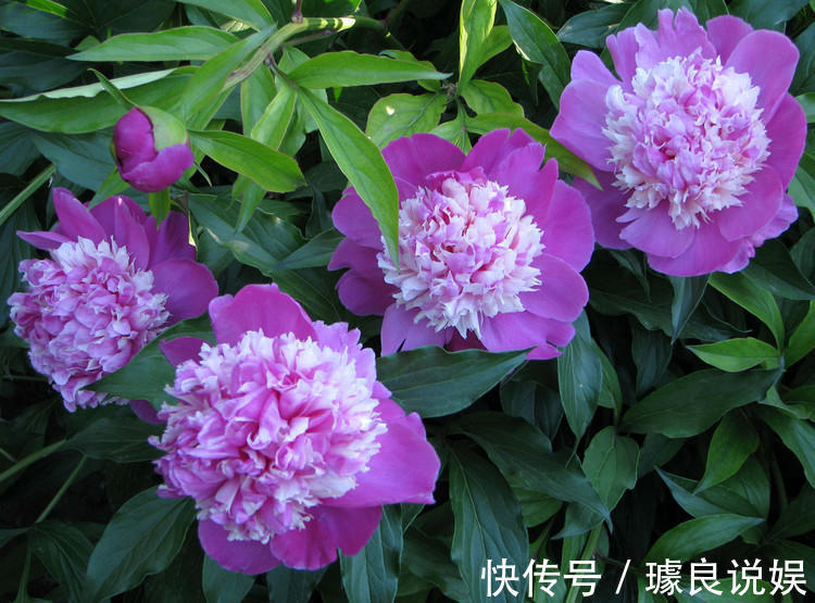 养芍药的季节到了，在家就能种好，开花一年比一年多！