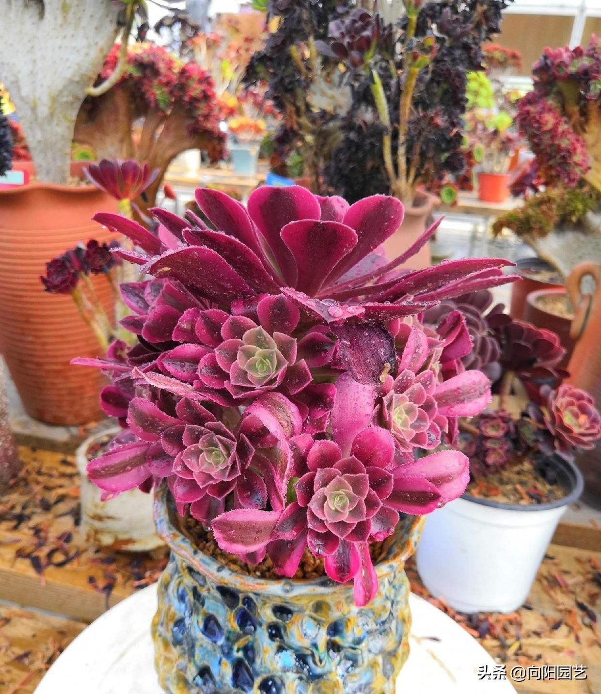 秋天的法师生长加速，给它浇点液体肥，长得快，叶子伸展得更漂亮