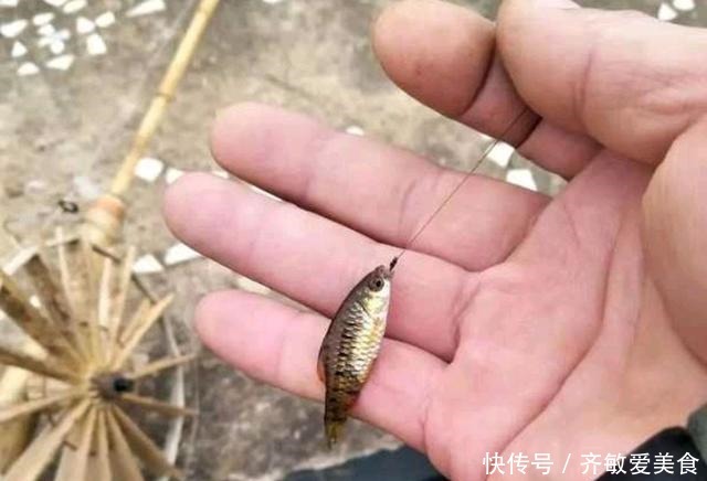 广西|这是啥鱼?广西柳州废井里,居然能钓到“稀罕鱼”,你认识几条?