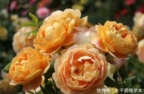 想要月季花开花多?其实很简单,做好2件事,长笋芽冒新枝!