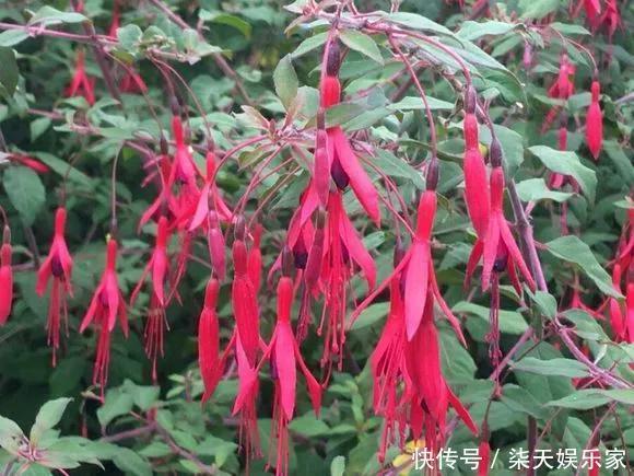 秋季|3种枝条泡水里,10天长根,一次开花100朵,水培成活率更高!