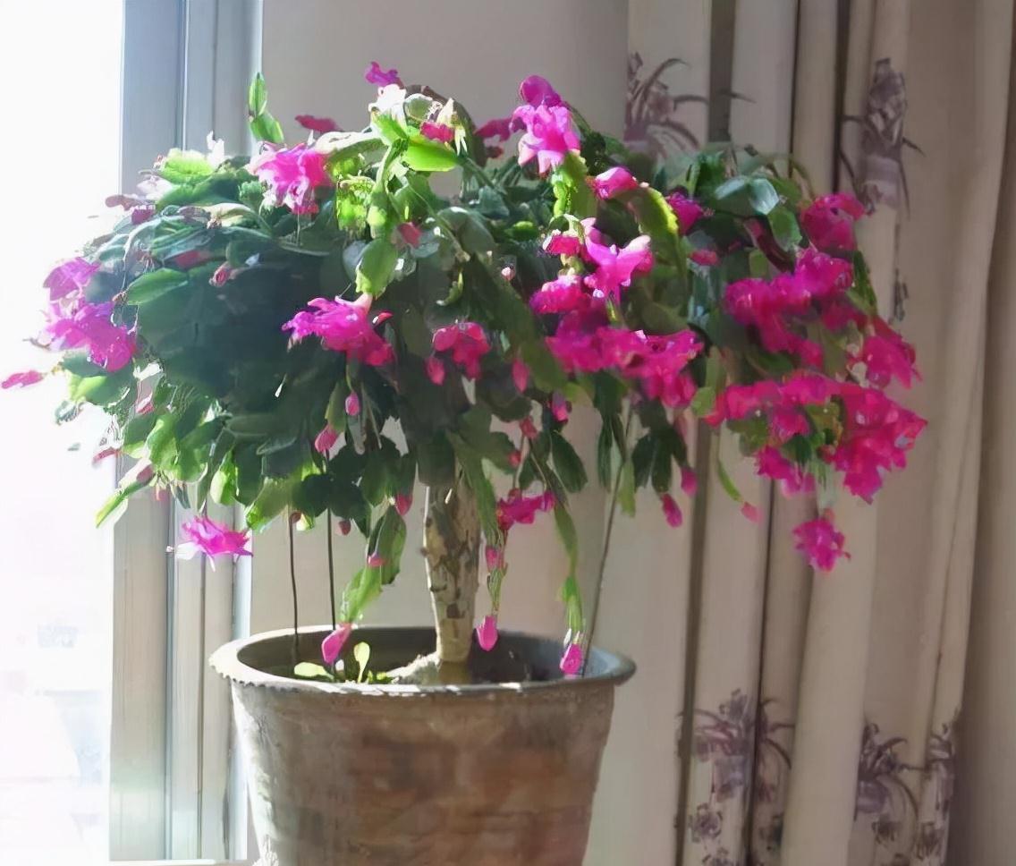 冷天,蟹爪兰有5怕,避开才能长满“钢片叶”,一年比一年开花多