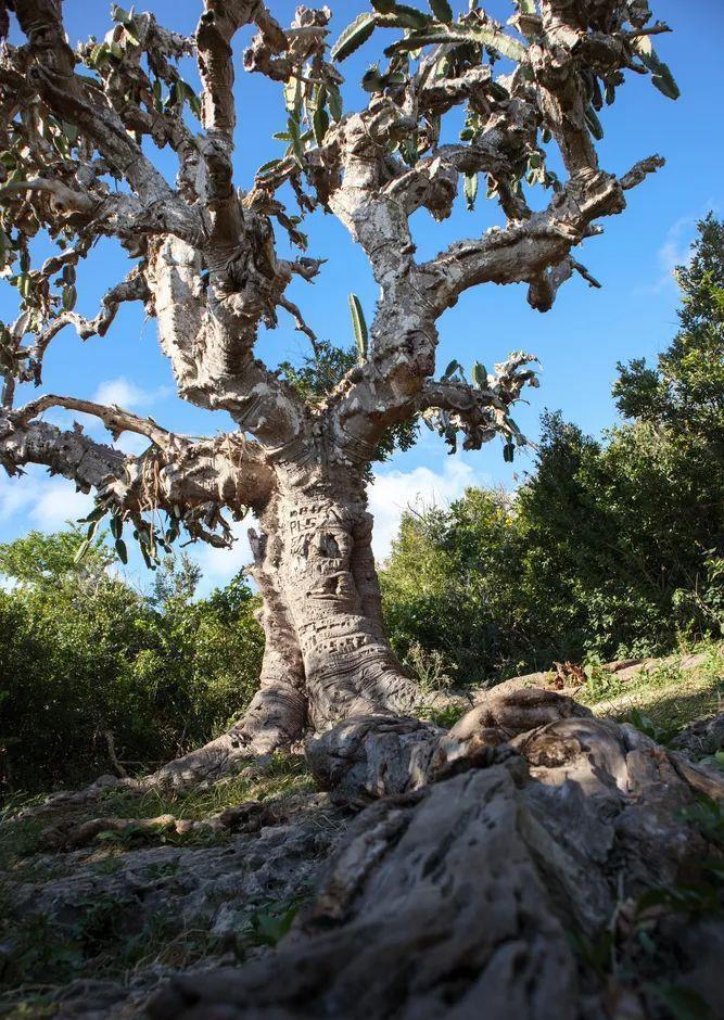 仙人|养花达人:38年前,掏家底儿买的2盆花,1盆被偷,1盆传给孙子