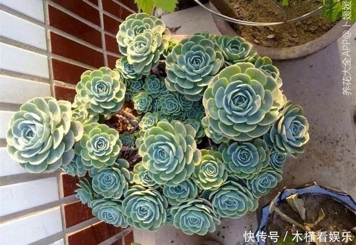 碰上这种多肉，直接分株吧，毕竟是圈里出名的叶插老大难！