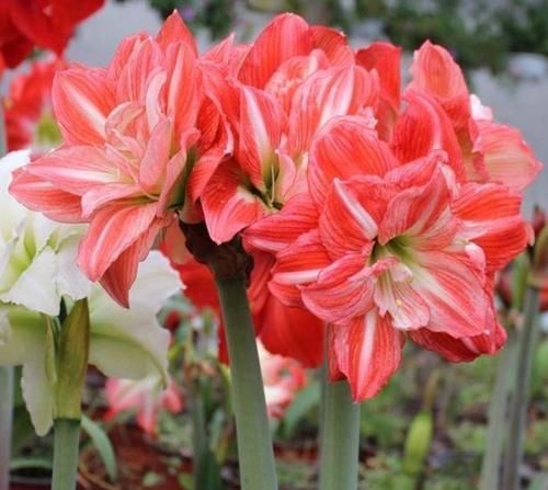 观赏价值|家里就养4种花,漂亮花期长,一年四季开不停,养护简单又漂亮!