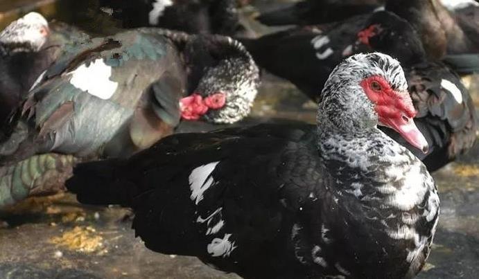 商品番鸭|商品番鸭和种番鸭的饲养管理技术