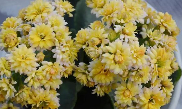 花色|75个长寿花品种，一个比一个美，一起来认识一下吧！
