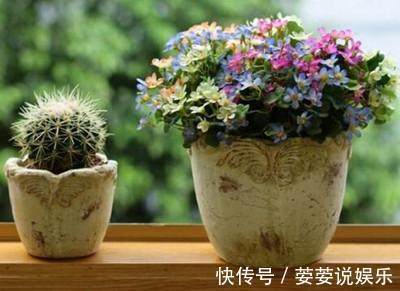 疯长|家里花卉盆栽做好这几种养护，很快叶绿疯长，开花到爆盆满屋飘香