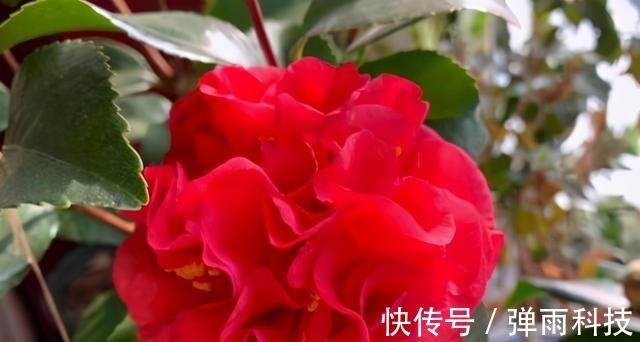 放弃月季吧!此花零下20度冻不死,花大如“脸盆”,盆栽地栽皆可!