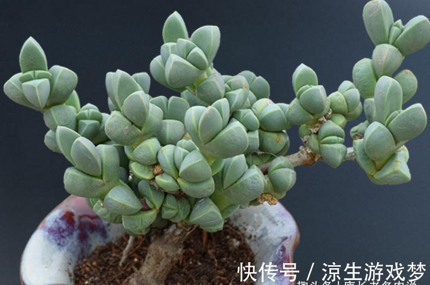 多肉鹿角海棠和劳尔,一个可以打造盆景和赏花,一个出状态后超美