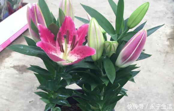 石蒜科|家里若有这些绿植,赶紧扔掉,外表虽好看,却对健康没好处