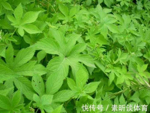 农村|农村当杂草除掉的一种草,是治疗皮肤发痒的奇药,一抹就见效