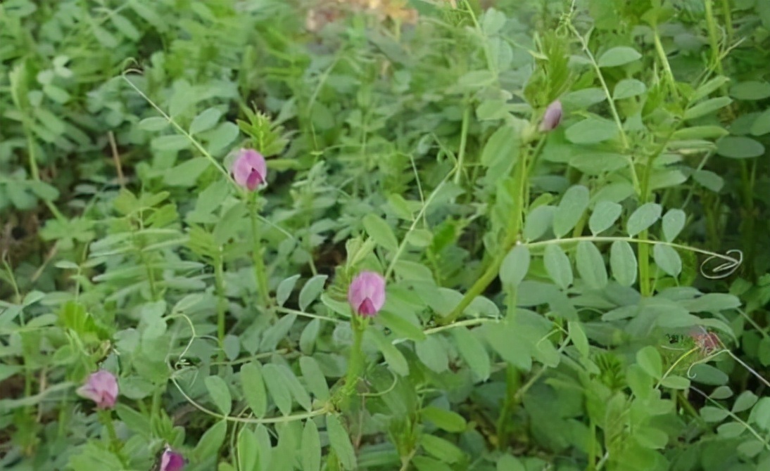 薇菜#诗经中有一种薇菜，它现在的名字叫大野豌豆，为何当代人不吃它了