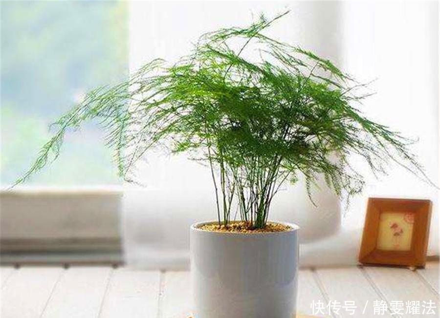 枝繁叶茂|文竹有“3怕”,难怪叶子发黄还烂根,学会了四季常青,枝繁叶茂