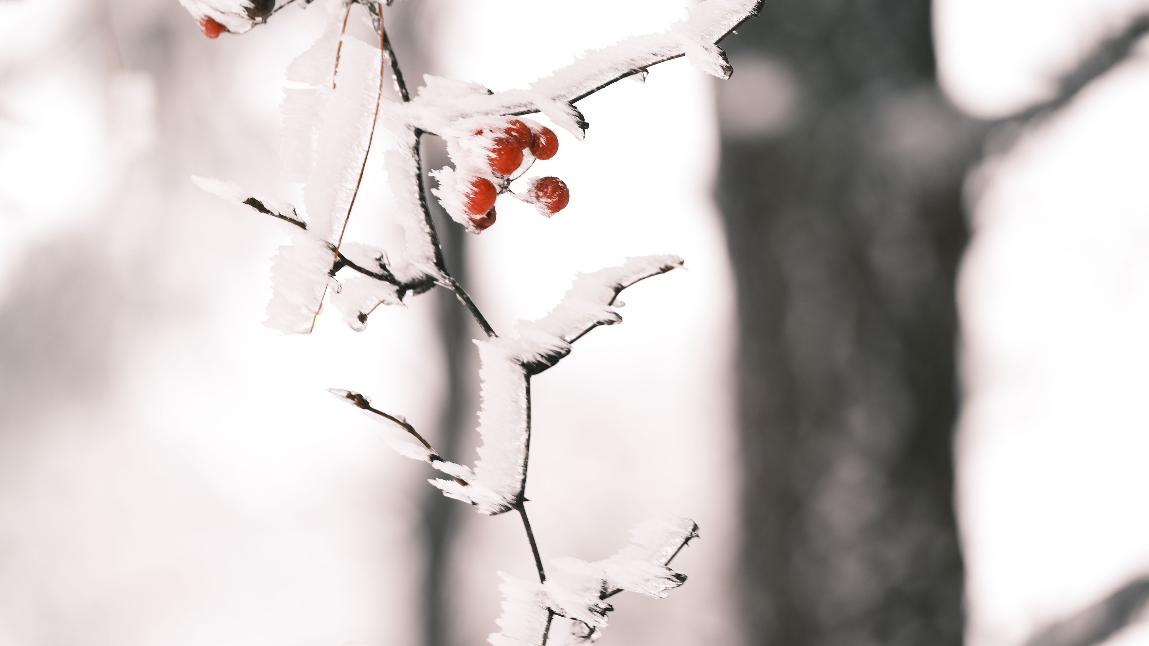 迎来|余姚四明山迎来冬雪后的首场雾凇