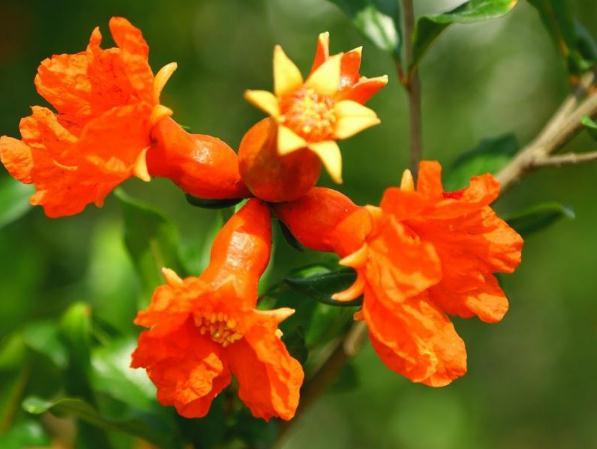 盆栽石榴花 这样养 6 7月花儿爆 养一盆 红 一盆 快资讯