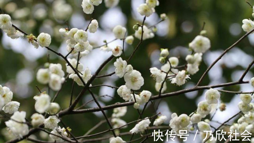 觉山$清朝诗人林古度这首咏梅诗,开篇就是名句,结尾更是写出了新意!