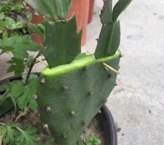 圣诞仙人掌|嫁接、盆栽蟹爪兰该注意什么2步管理到位,茎叶嗖嗖花开不停