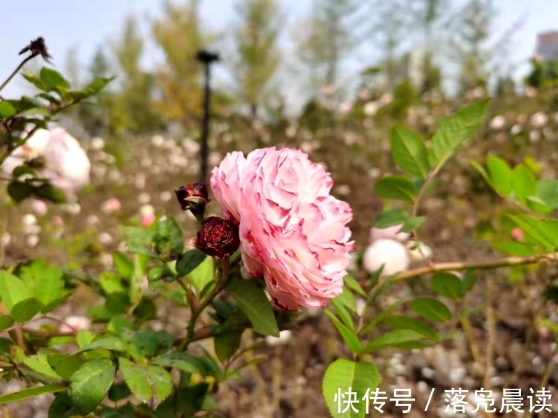 网红达人|郑州西流湖公园初现网红花海数公顷各色花卉芳香扑鼻