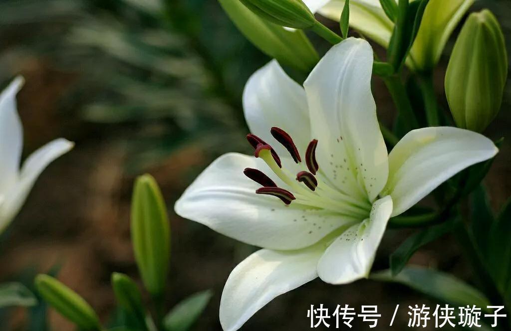 几种花很漂亮,好吃又养生,懂花的人都喜欢,你家有吗