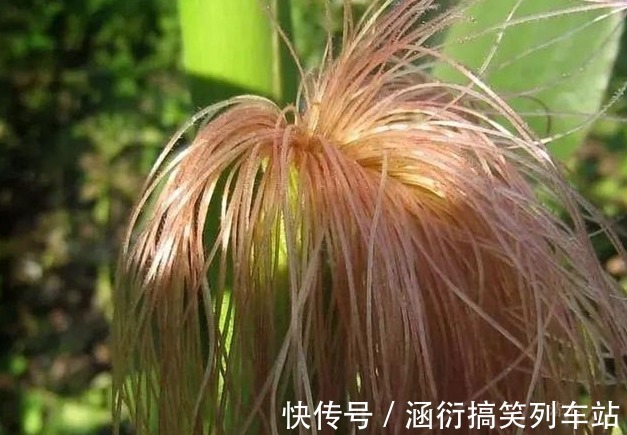 好处|立秋后,用蒲公英泡水,有五大好处,记住四个禁忌,常用三个搭配