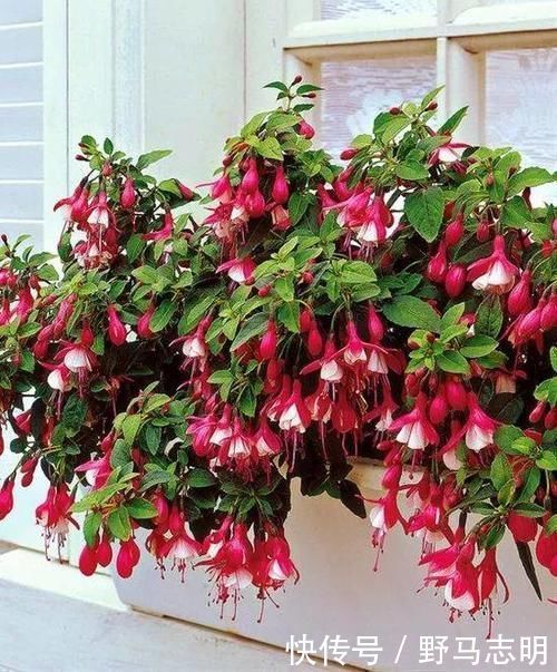 长寿花|2种漂亮花,沾土就能活,好养易繁殖,养护一盆半年有花赏!