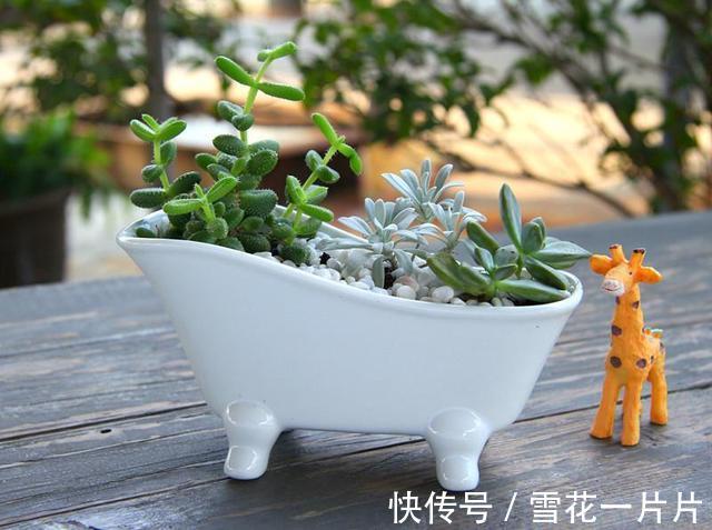 家里养了这7种花，再旱也别“喷水”，别做错