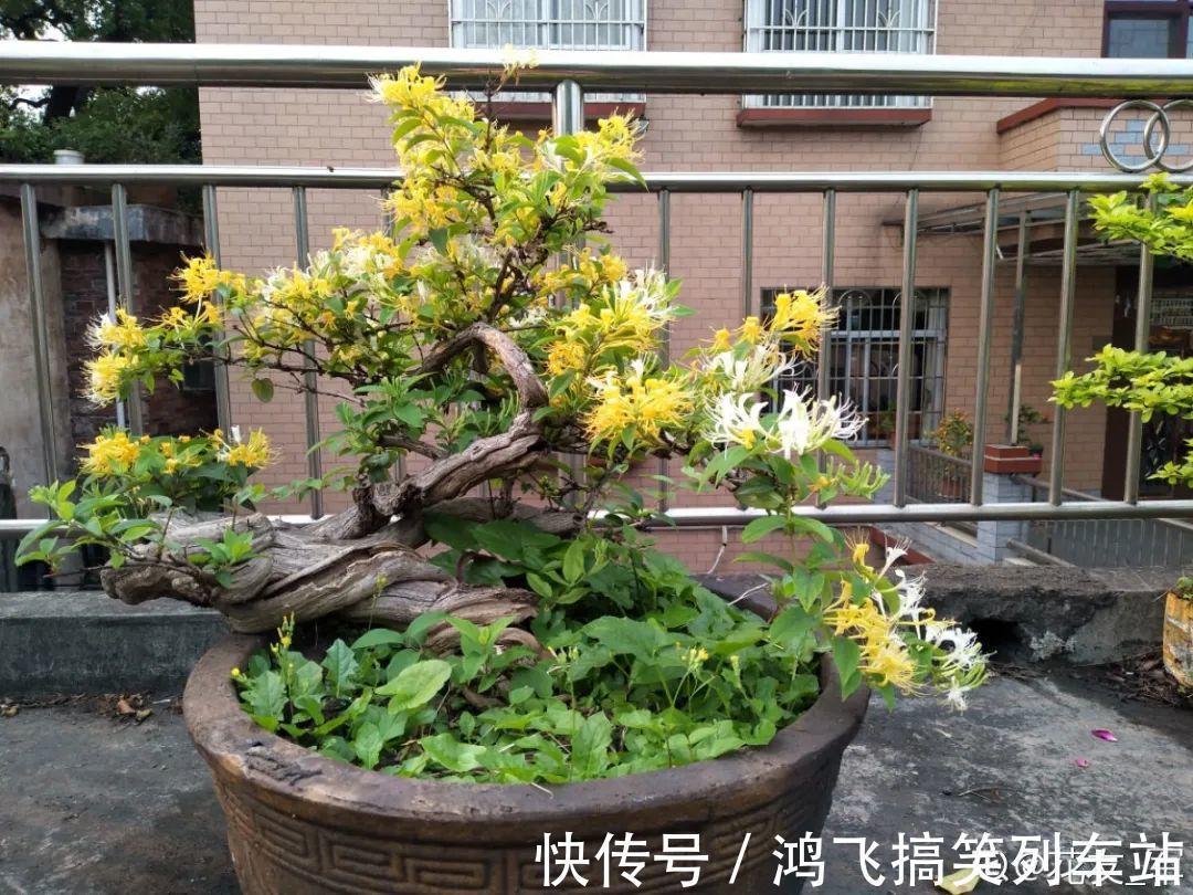 太阳花|养到烦人的花,盆都不够用,扔掉还很心疼