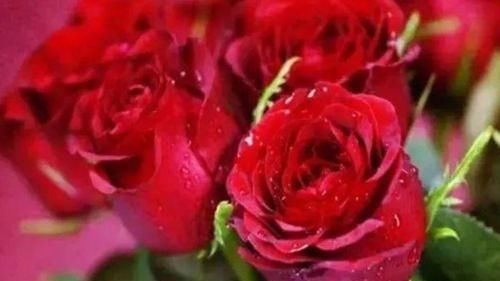 浇水|3种“女神花”,名字好听花更美,开花就爆盆,不易生病好养护