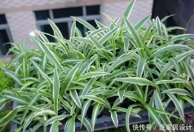 壮叶|用啤酒养花，按照4步操作，盆栽根壮叶绿长势旺，植物花多色艳