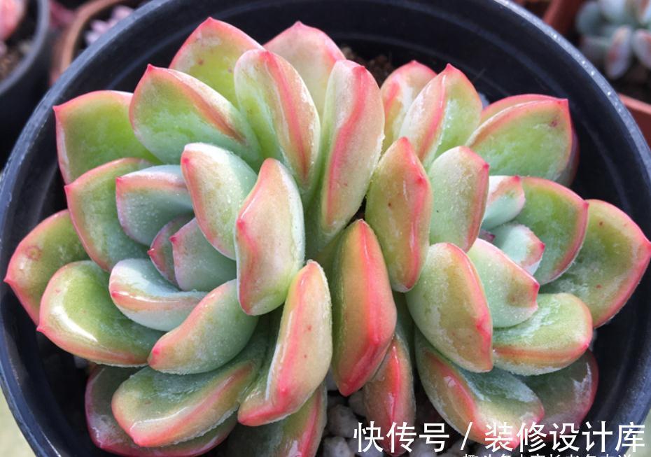 轰动、泡芙和阿玛贝利，买3次的肉友不少吧？其实它是同一种多肉