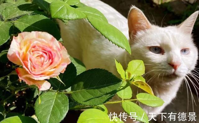 阳台上|养月季多年,筛选出8种灌木月季,适合阳台栽培,开花能力好