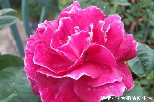 此是“世界名花”,好养如绿萝,清香如兰花,庭院阳台都能养!